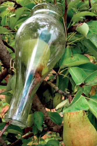 Scheibel Birnen Karaffe am Baum