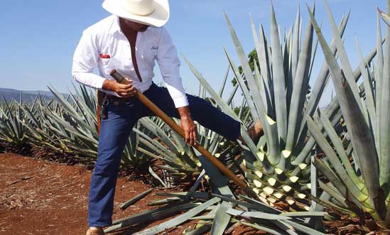 Ernte blaue Agave Ernte blaue Agave