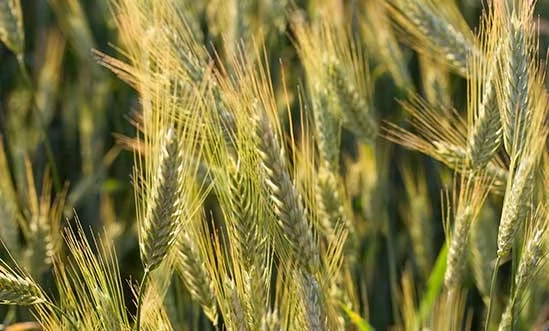 Rye Roggenähren auf dem Feld
